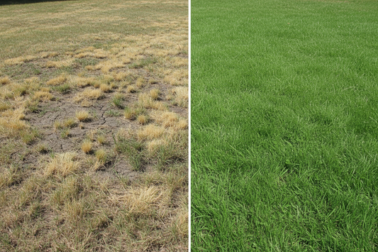 Fertilizer for Yellow Grass: How to Restore Green, Healthy Lawns Fast
